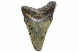 Bargain, Megalodon Tooth - North Carolina #152880-1